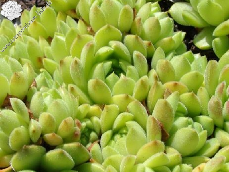 transcaucasicum x S. caucasicum (cf.) from Spitak