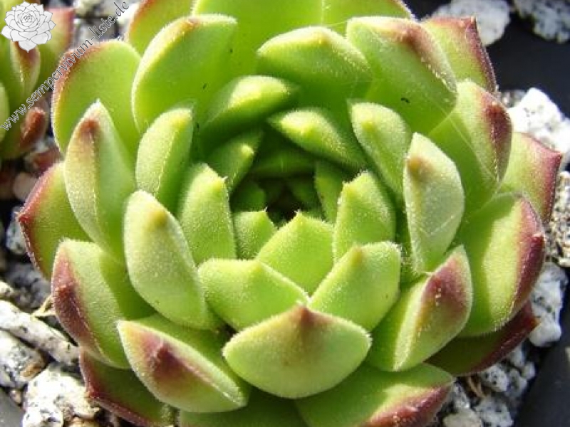 transcaucasicum x S. caucasicum (cf.) from Spitak