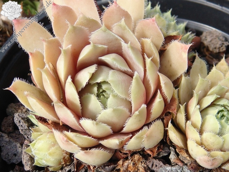 Lavender and Old Lace