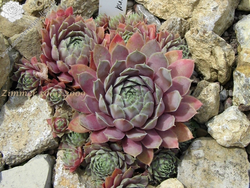 Lavender and Old Lace