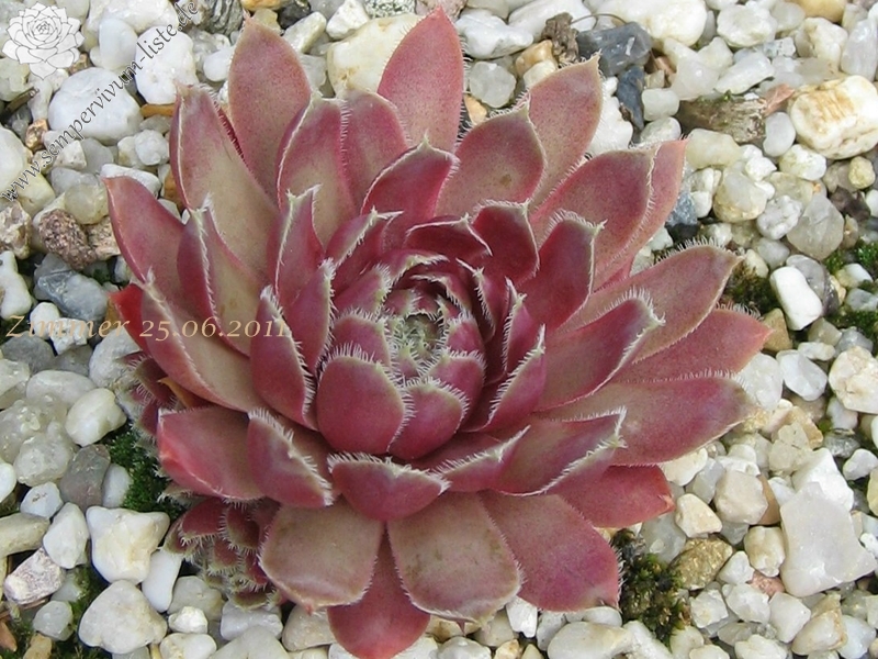 Lavender and Old Lace