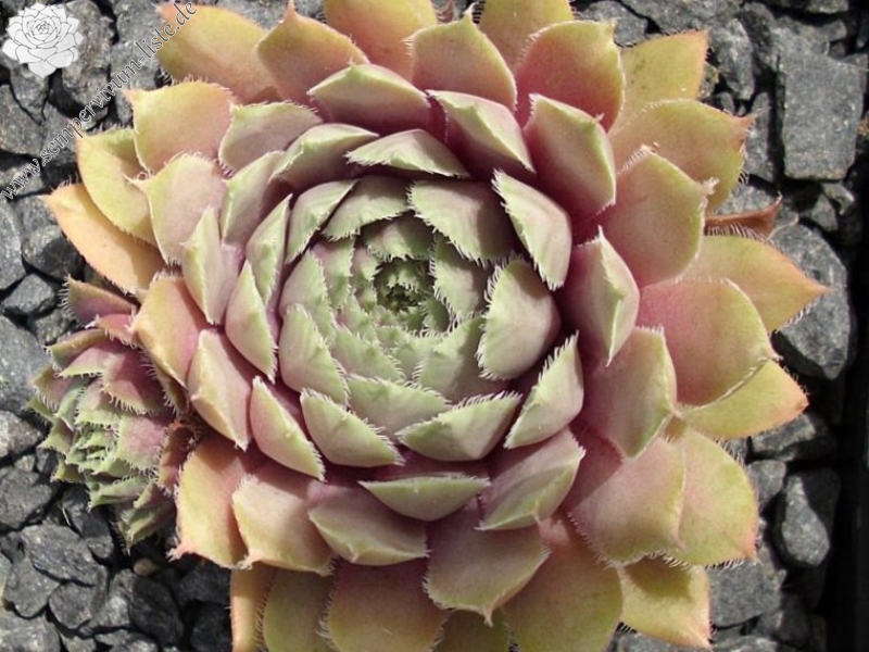 Lavender and Old Lace