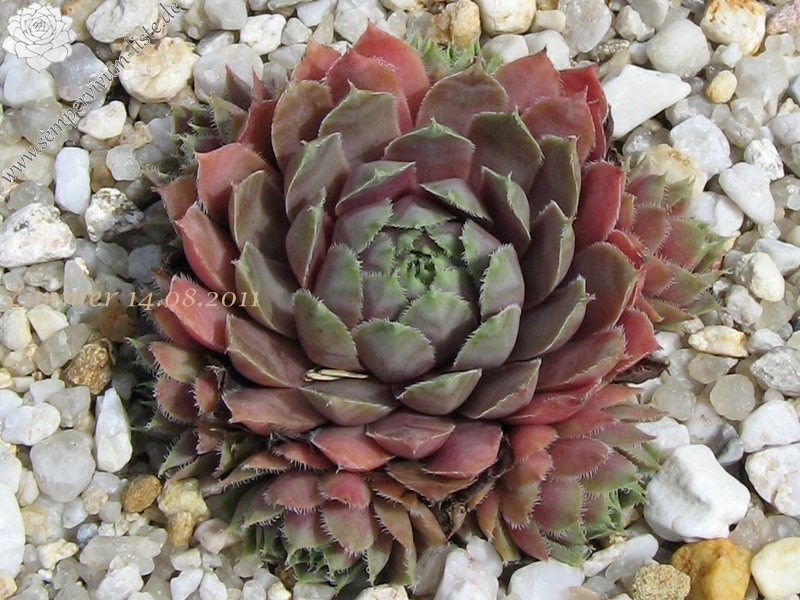 Lavender and Old Lace