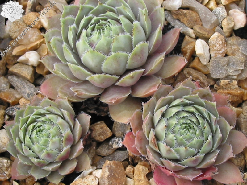 Lavender and Old Lace