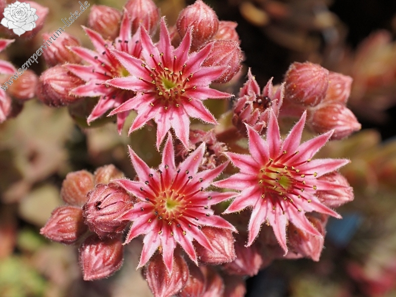 Lavender and Old Lace