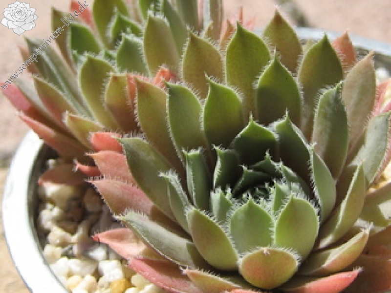 Lavender and Old Lace