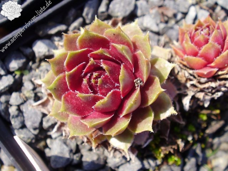 Lavender and Old Lace