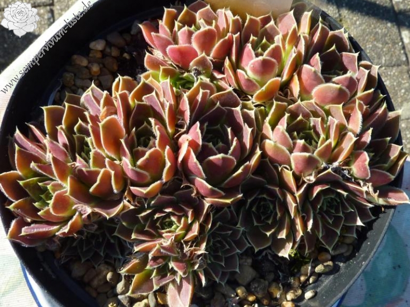 Laila / Jovi
