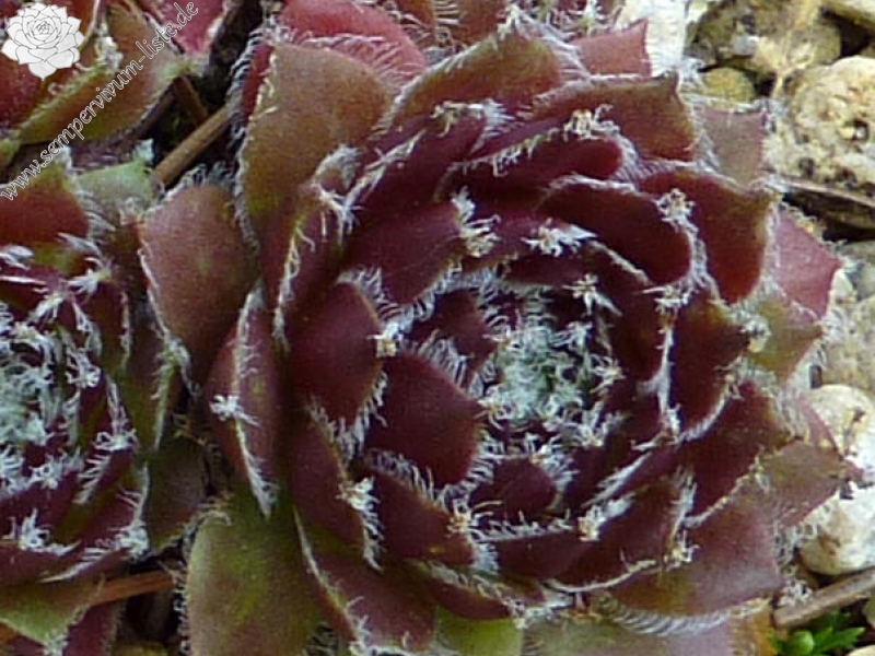 Korspel Glory 4