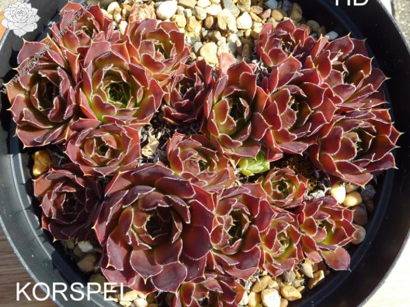 Korspel Purple / Jovi