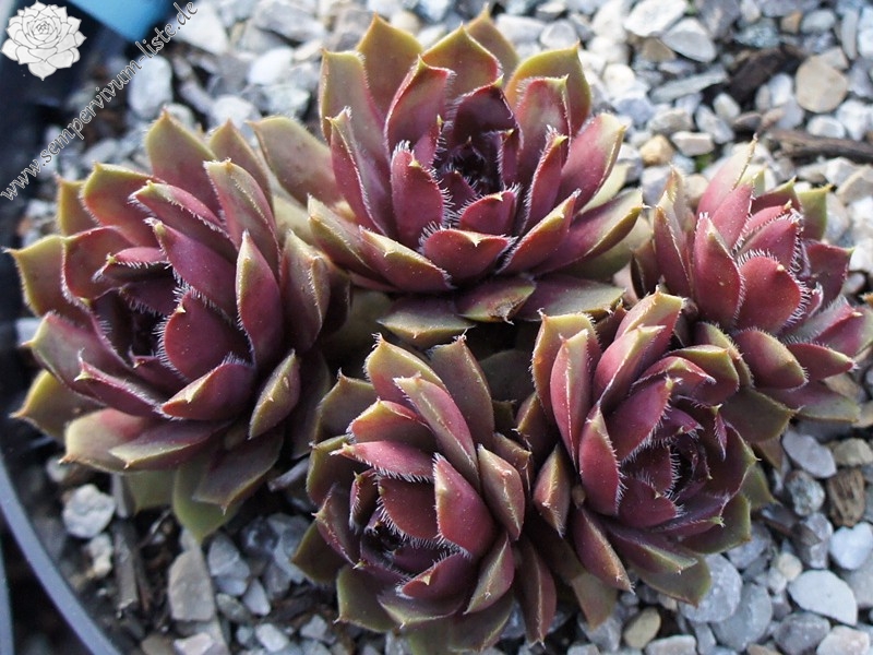 Lavender and Old Lace