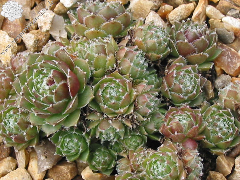 Korspel Glory 4