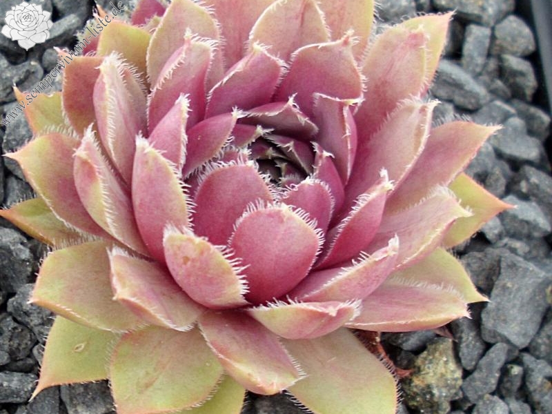 Lavender and Old Lace