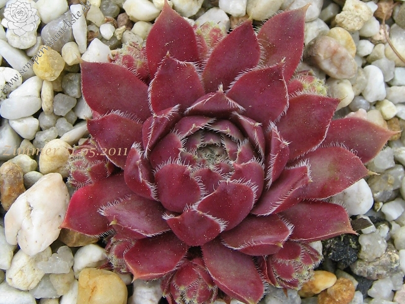 Lavender and Old Lace