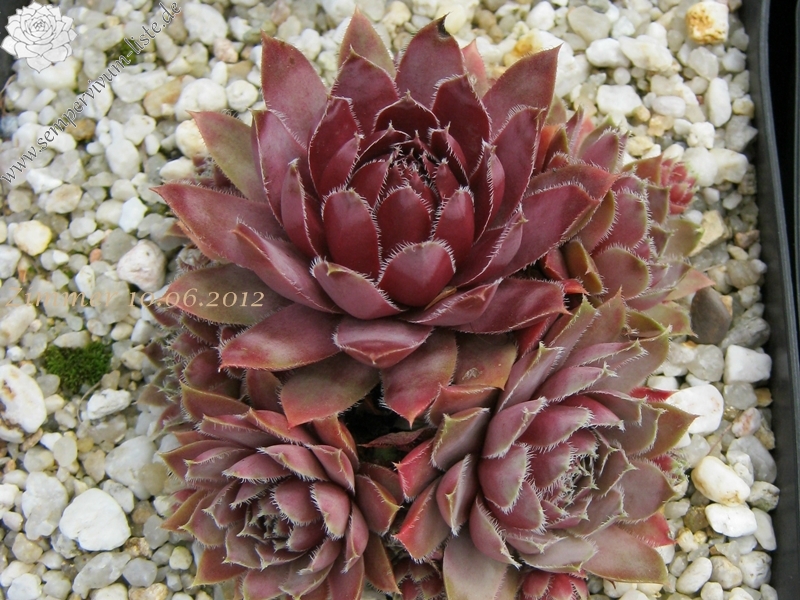 Lavender and Old Lace