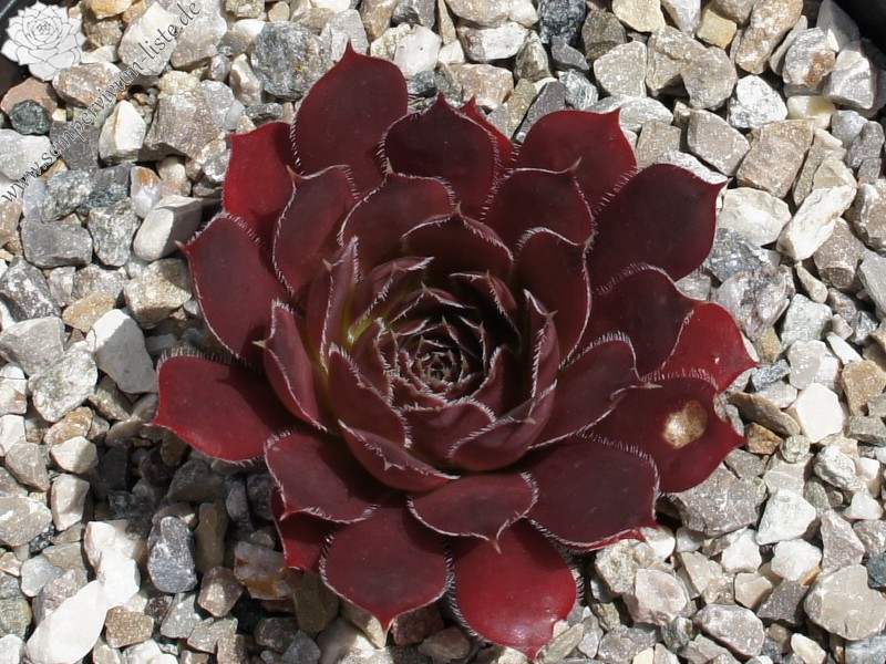 Korspel Purple / Jovi