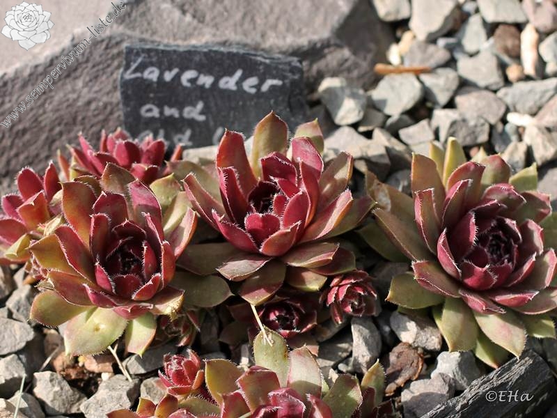 Lavender and Old Lace