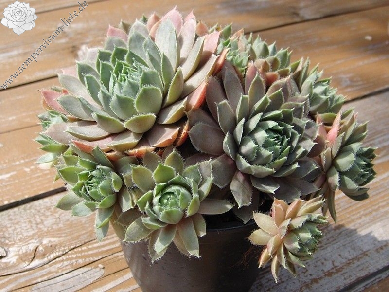 Lavender and Old Lace