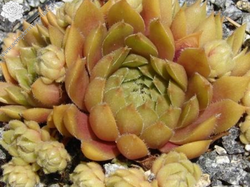 Little Miss Sunshine