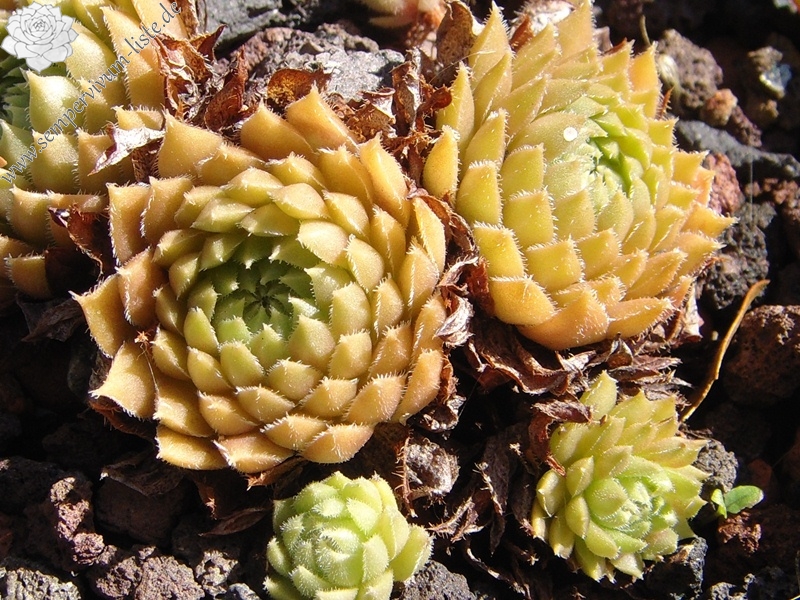 Little Miss Sunshine