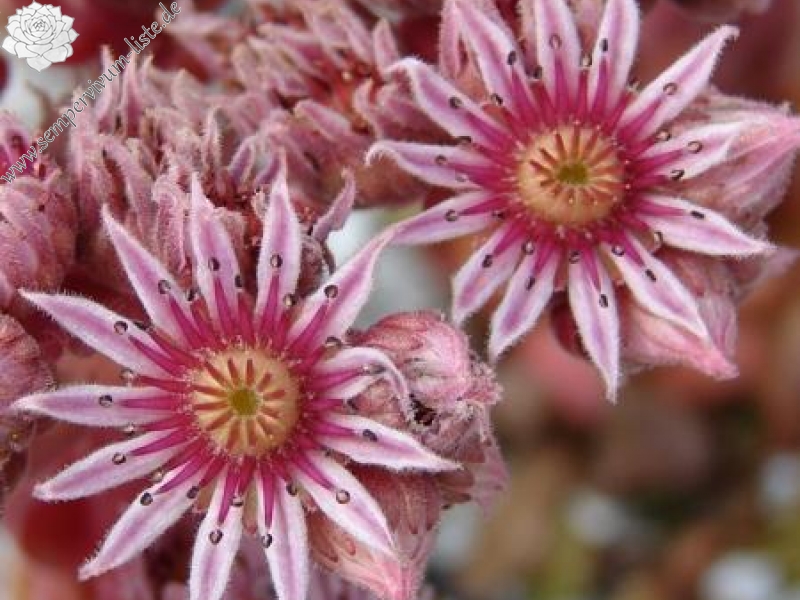 Little Miss Sunshine