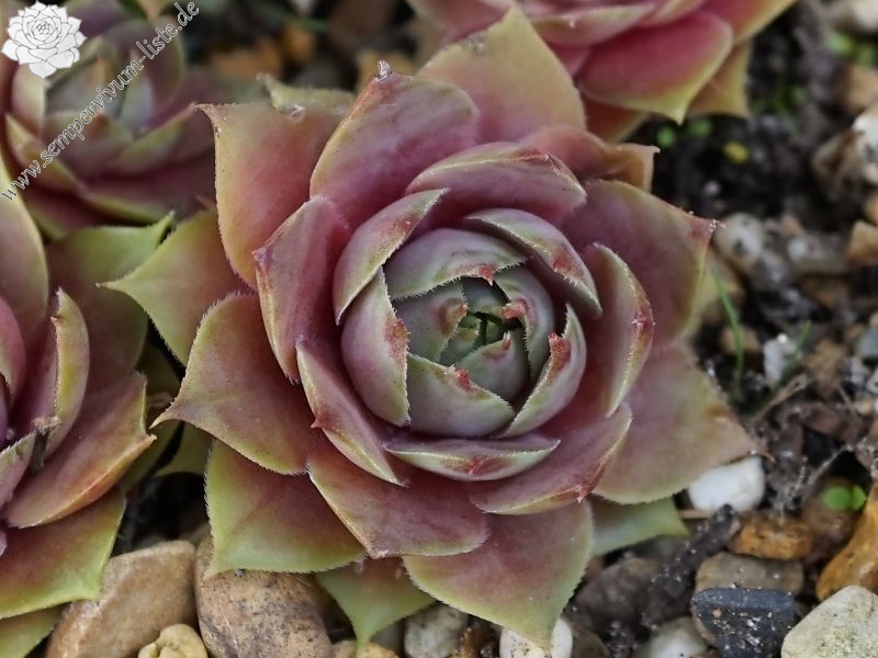 Korspel Pink
