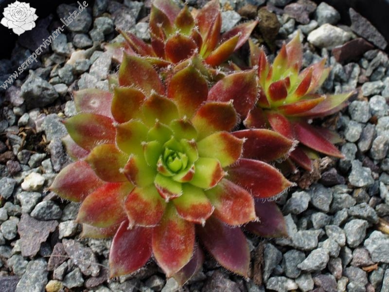 Korspel Glory 2