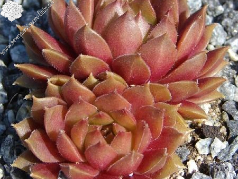 Little Miss Sunshine