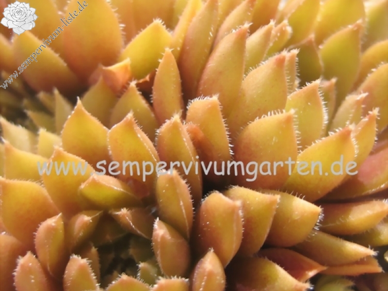 Little Miss Sunshine