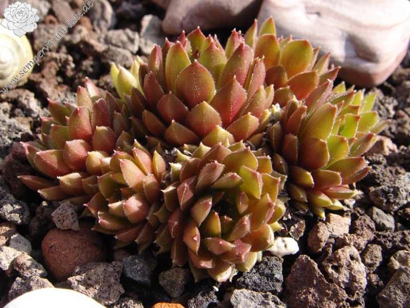 Little Miss Sunshine