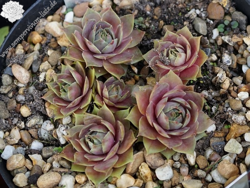 Korspel Pink