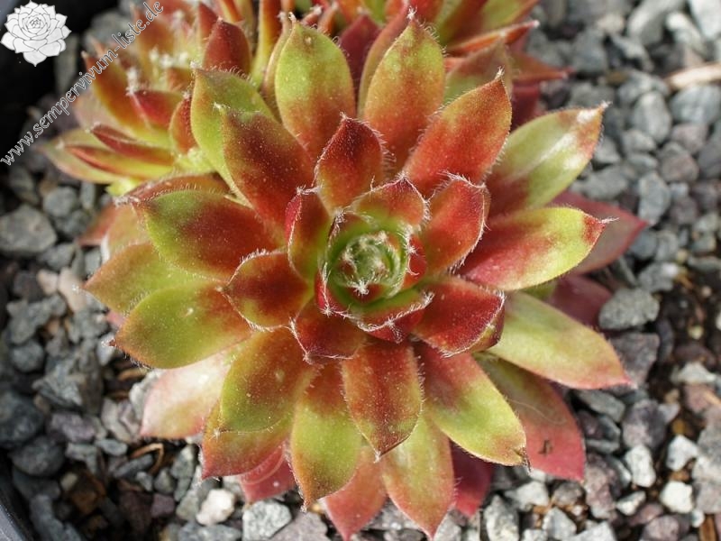 Korspel Glory 2