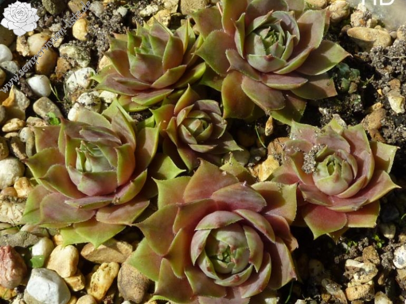 Korspel Pink