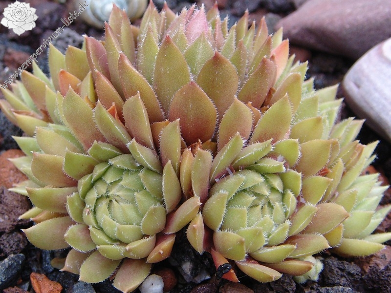 Little Miss Sunshine