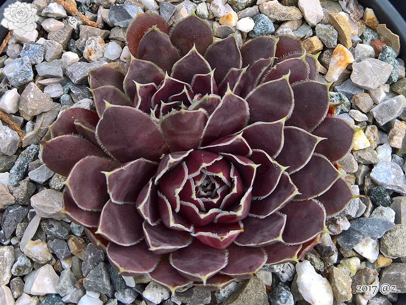 Korspelse Riwanon / Jovi