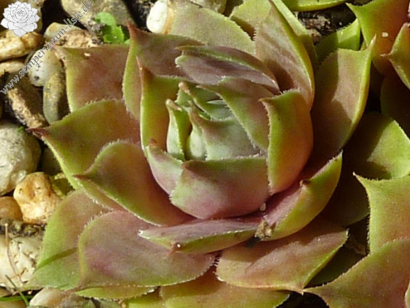 Korspel Pink