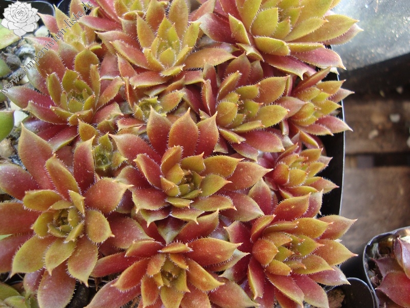 Little Miss Sunshine