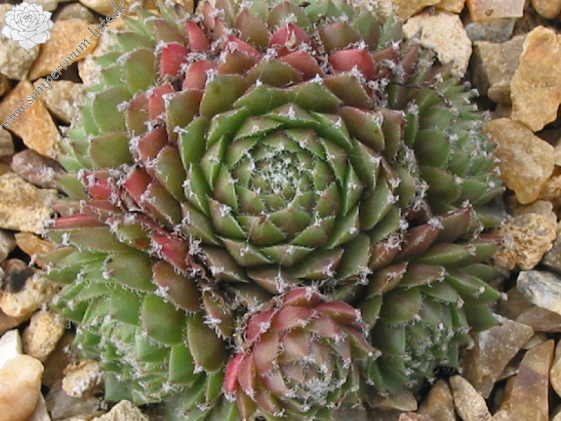 Korspel Glory 2