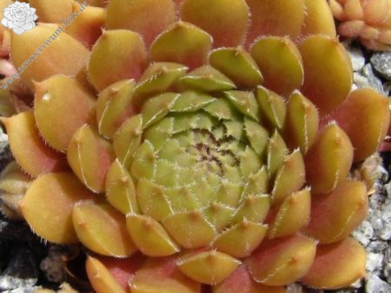 Little Miss Sunshine