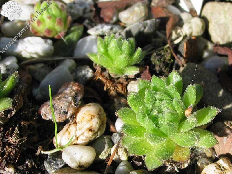 vaccarii from Epinel (La Valle di Cogne)