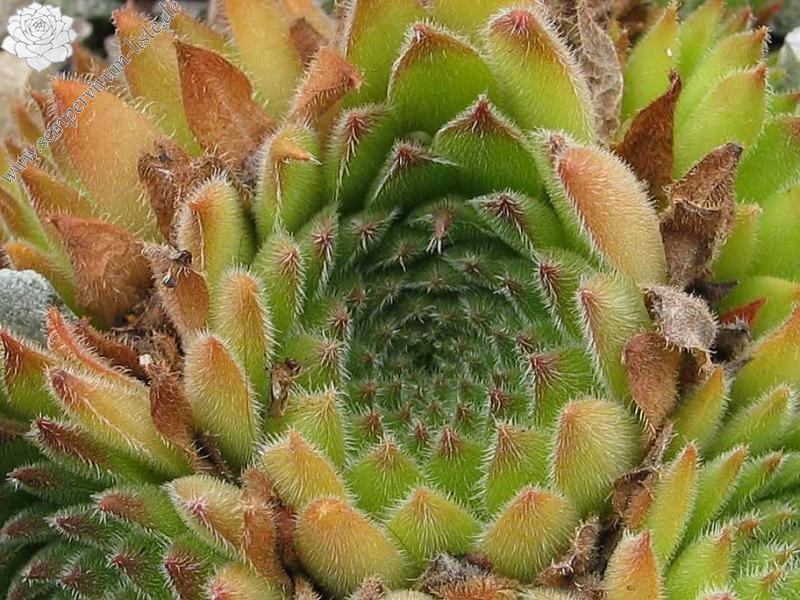 valesiacum