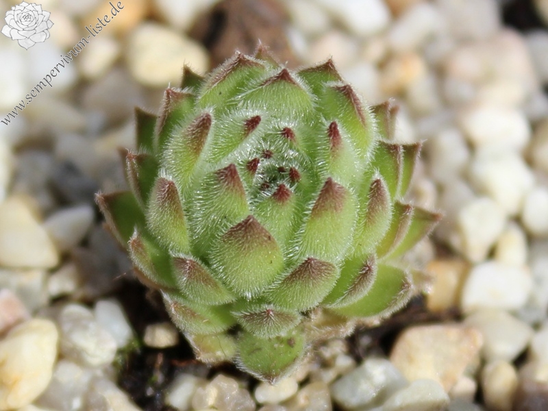 valesiacum