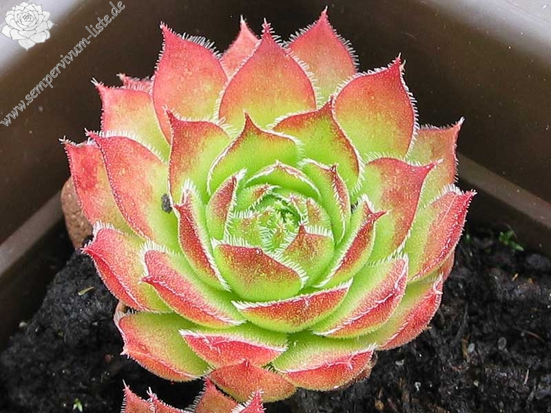 versicolor