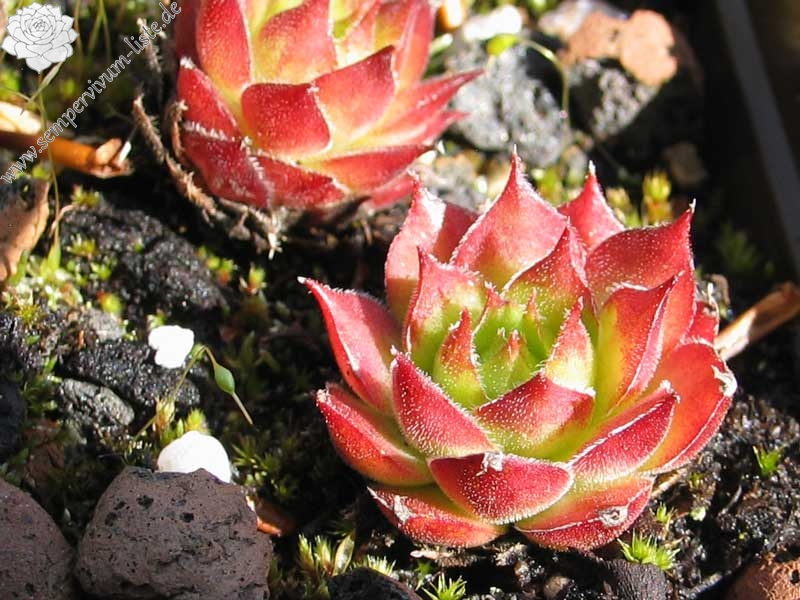 versicolor