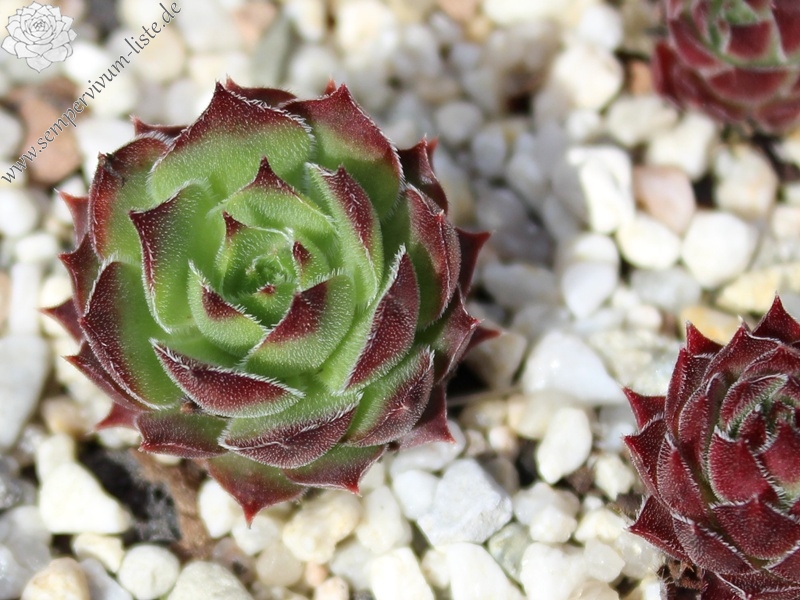 versicolor
