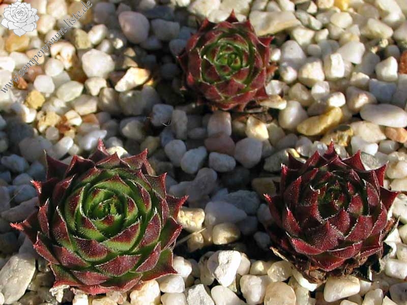 versicolor