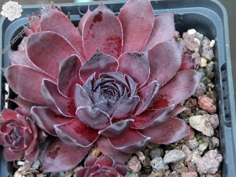 Leopold