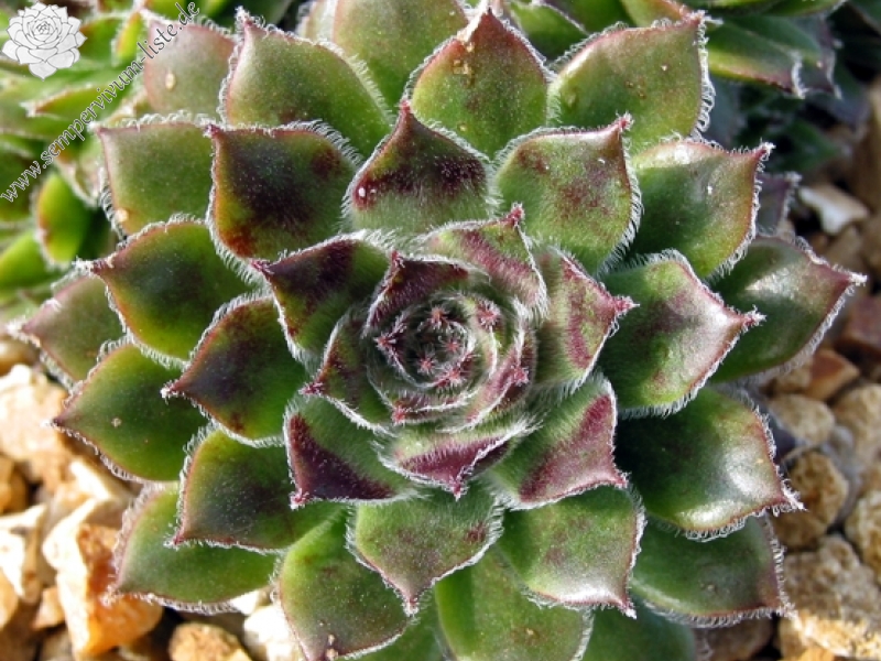 Korspel Glory