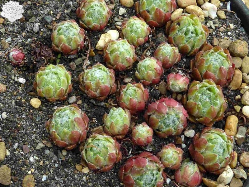 Lammerdina