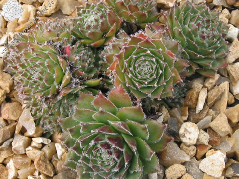 Korspel Glory